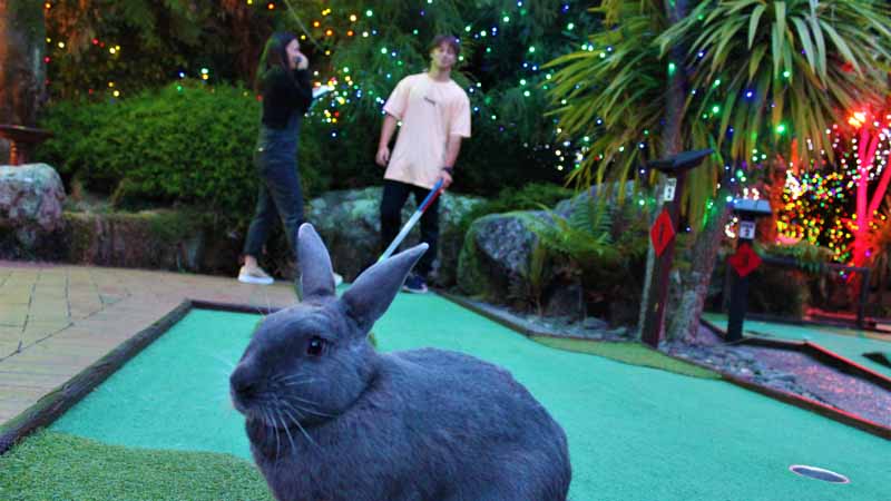  ROTORUA MINI GOLF WITH RABBITS